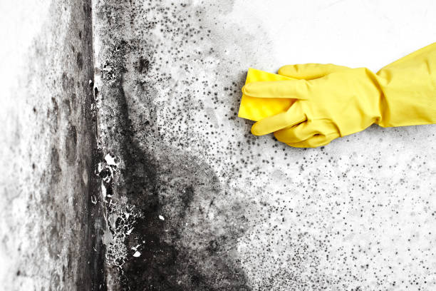 Best Residential Mold Removal  in Midway, AR