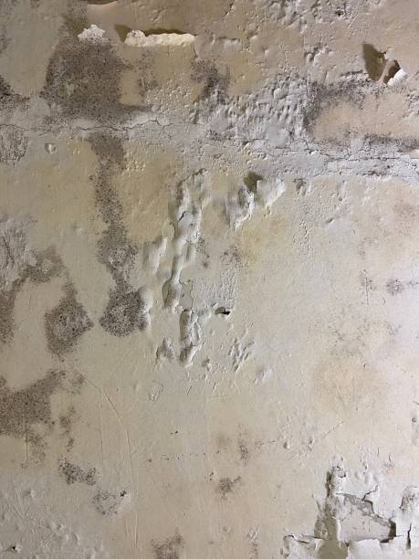 Best Fast Mold Removal  in Midway, AR